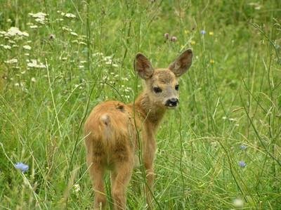 100 ���������� ������������ ������ - ������������ ������� ���� ����� : c����� 3